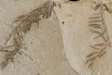 Dawn Redwood (Metasequoia) Fossils - Montana #165172-1